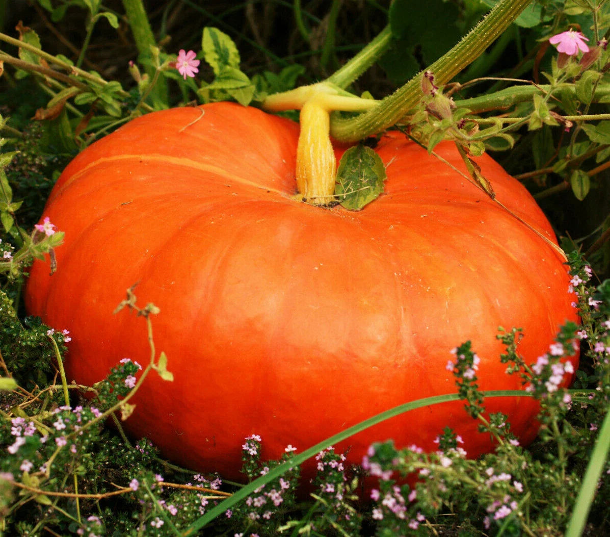 Cinderella Pumpkin Seeds | Fairytale Coach Carriage Red Rouge | 2025 Variety | Cucurbita pepo