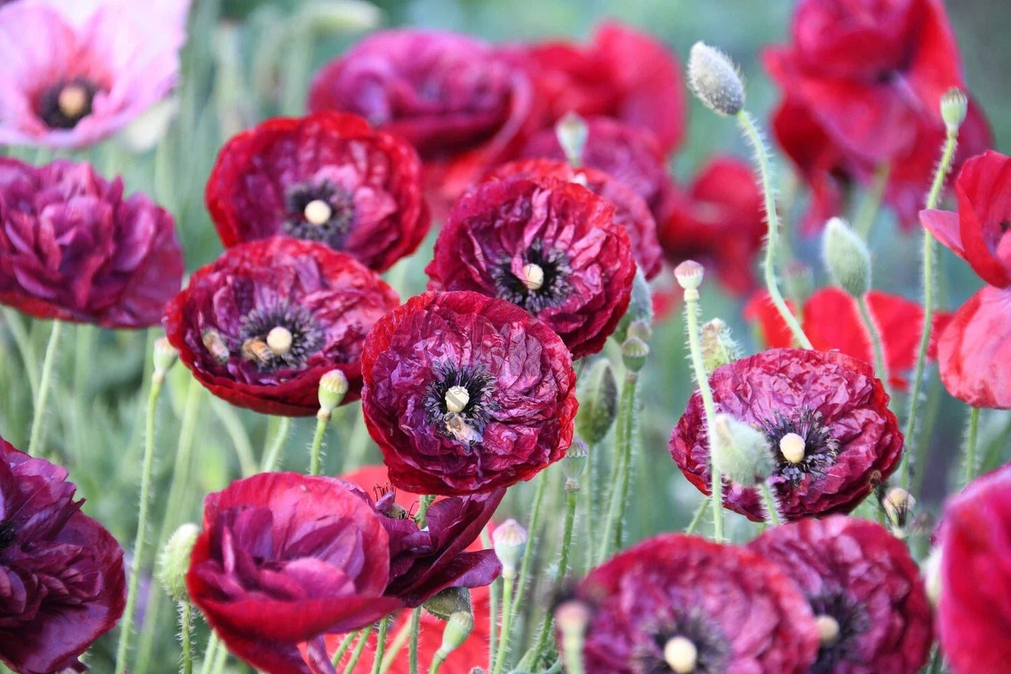 Shirley Poppy Seeds - 200+ Seeds for Garden Planting - Papaver rhoeas - USA Grown, Free Shipping Available