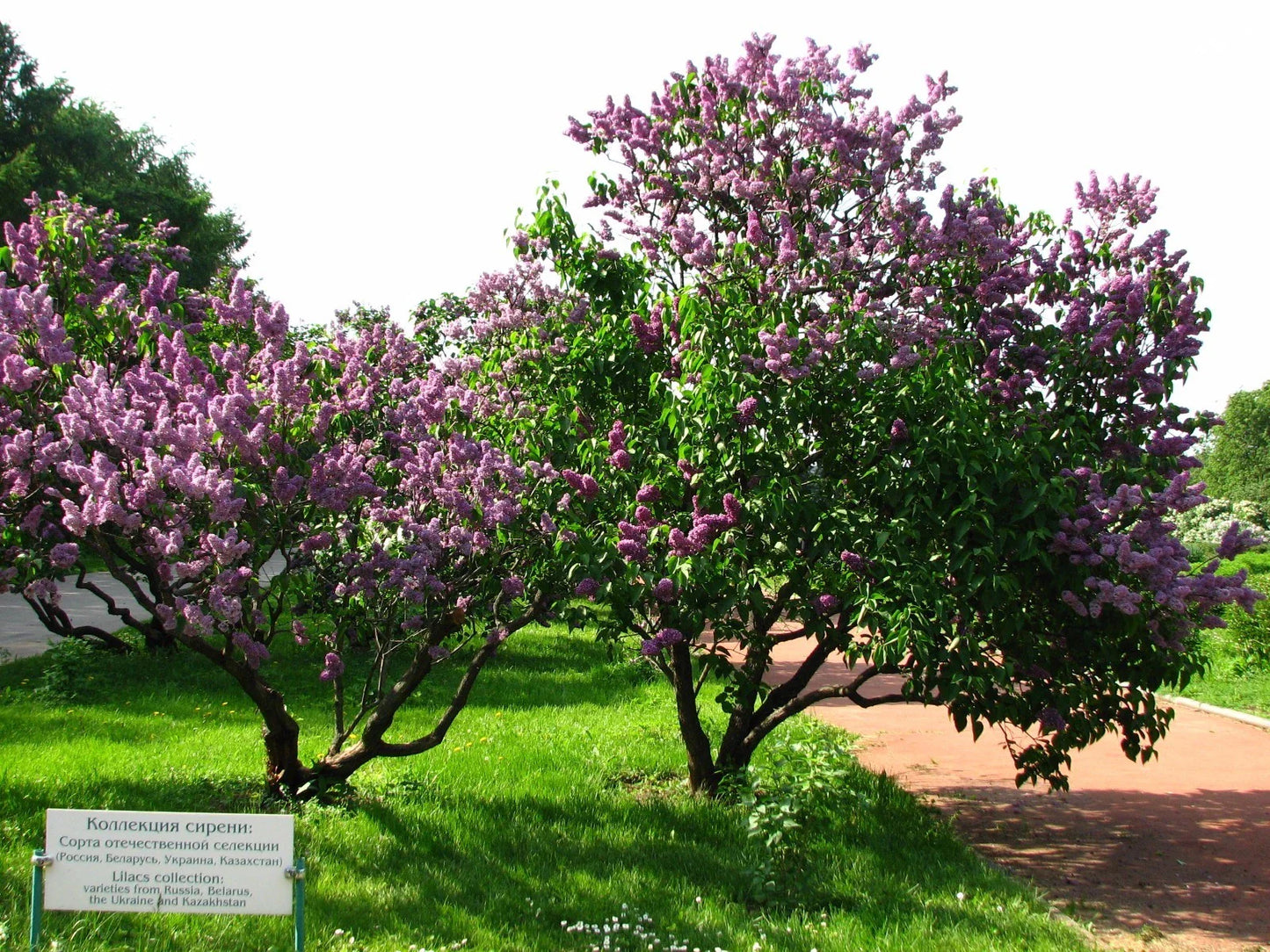 Lilac Tree Seeds - 150 Count - Common Purple Variety - Syringa vulgaris