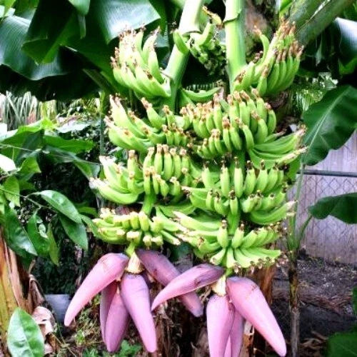 Double Mahoi Banana Tree Starter Plant - Small Rooted Musa Variety for Home Gardens and Tropical Landscapes