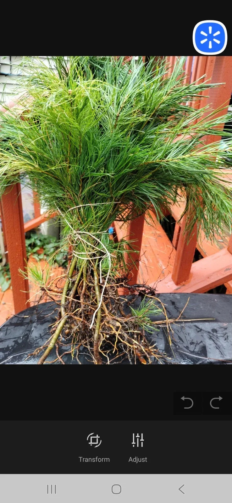 Eastern White Pine Seedlings - Bare Root, 6 to 16 Inches - Pinus strobus - 10 Pack from Maine
