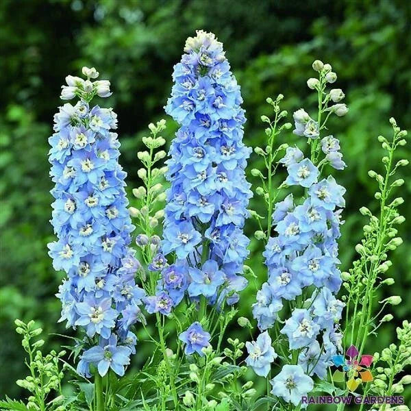 Delphinium Seeds - 200+ Light Blue White Variety - Delphinium elatum - USA - Free Shipping