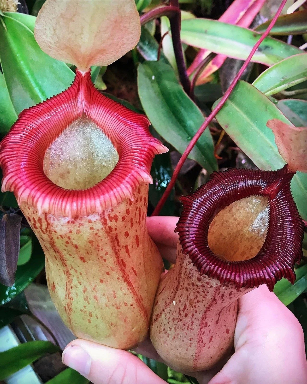 Rooted Cutting Nepenthes ventricosa x sibuyanensis Pitcher Plant - HC Variety