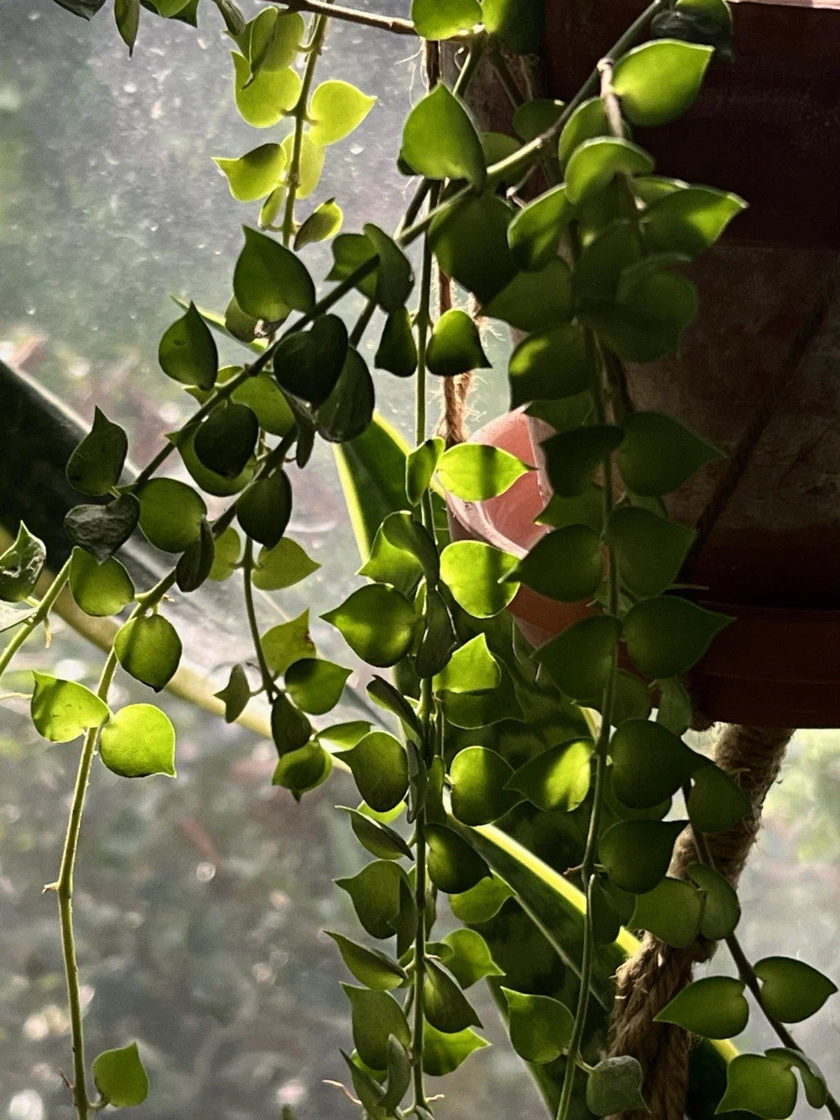 Dischidia Ruscifolia Million Hearts Plant - 4" Unrooted Cutting - Indoor Houseplant - Tropical Vine
