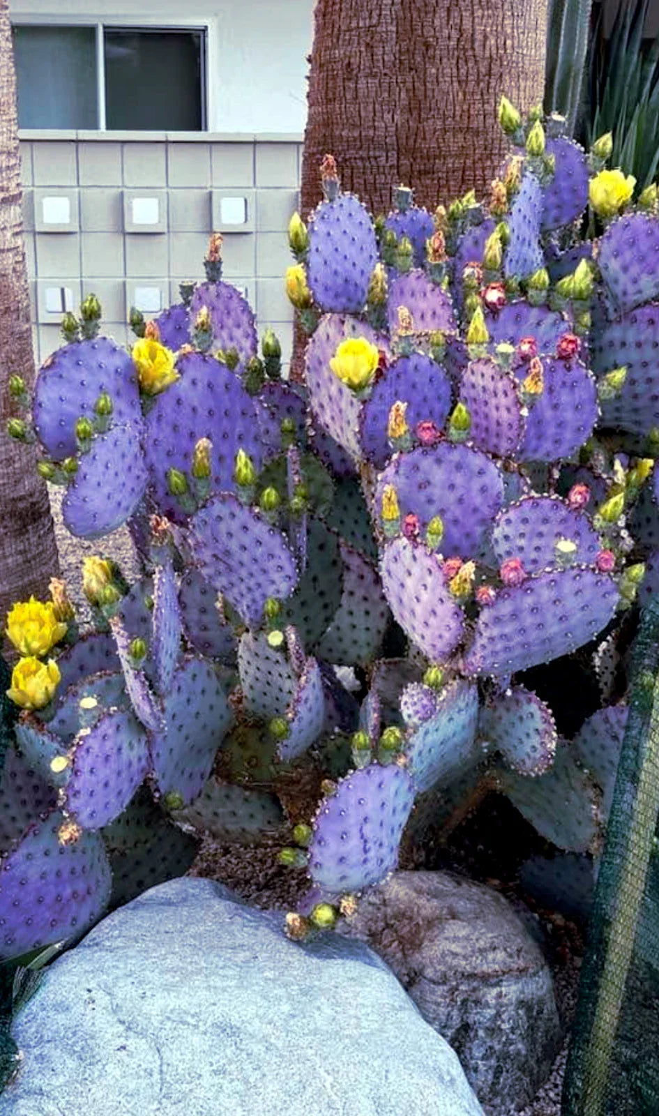 Purple Cactus Seeds - 20 Pack - Opuntia Santa Rita Prickly Pear Fruit - Rare and Hardy