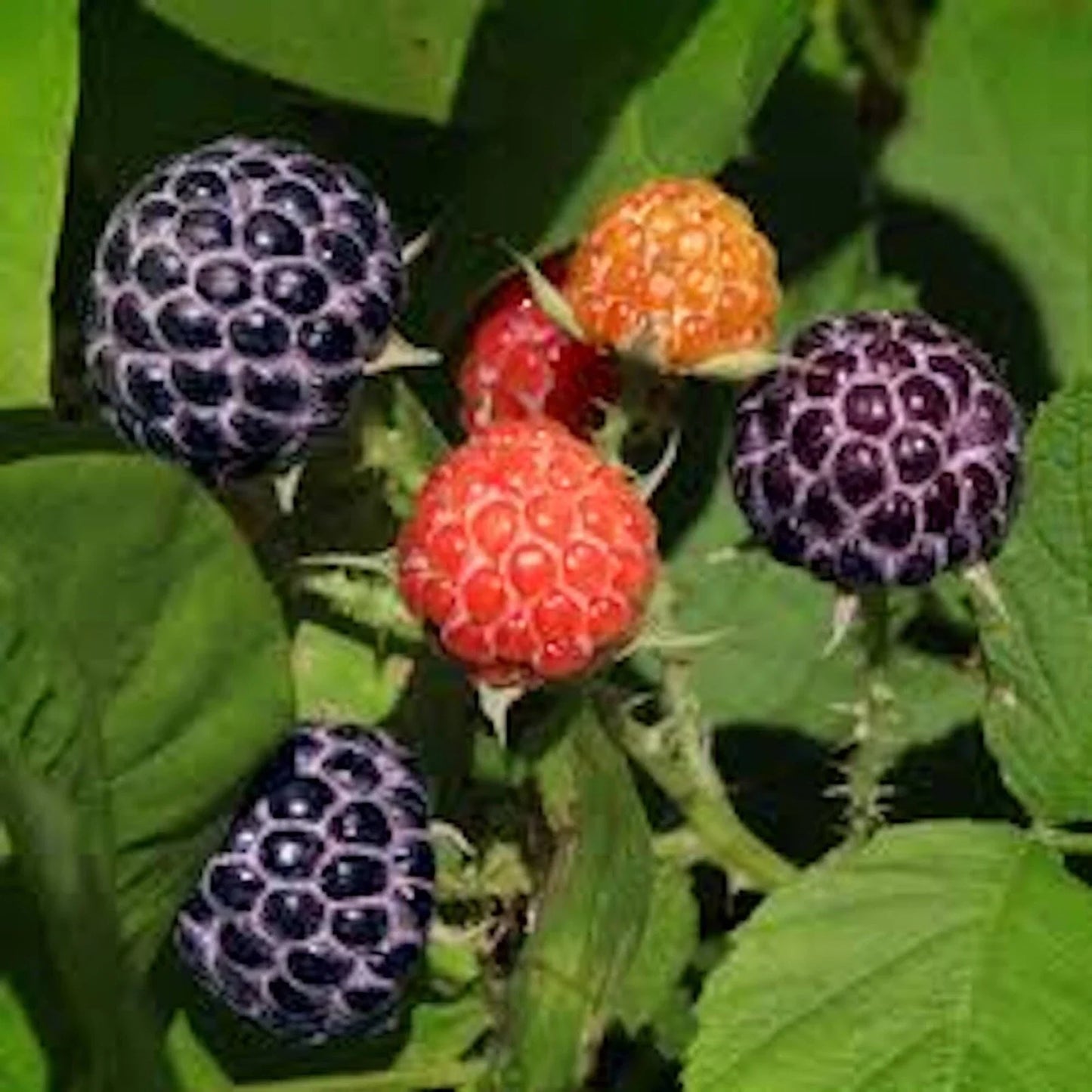 Glencoe Raspberry Plants - 5 Thornless Purple Raspberry Starter Plants - Rubus idaeus - Easy Care, High Yield, Home Garden