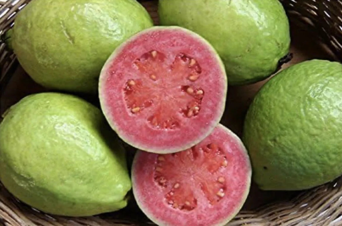 Mexican Pink Guava Seeds - 15 Organic Non-GMO Sweet Fruit Seeds - Psidium guajava