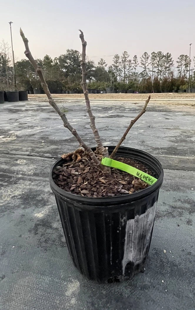 Alma Fig Tree Live Plant in 1 Gal Pot - Ficus carica - Fruiting Variety for Home Garden