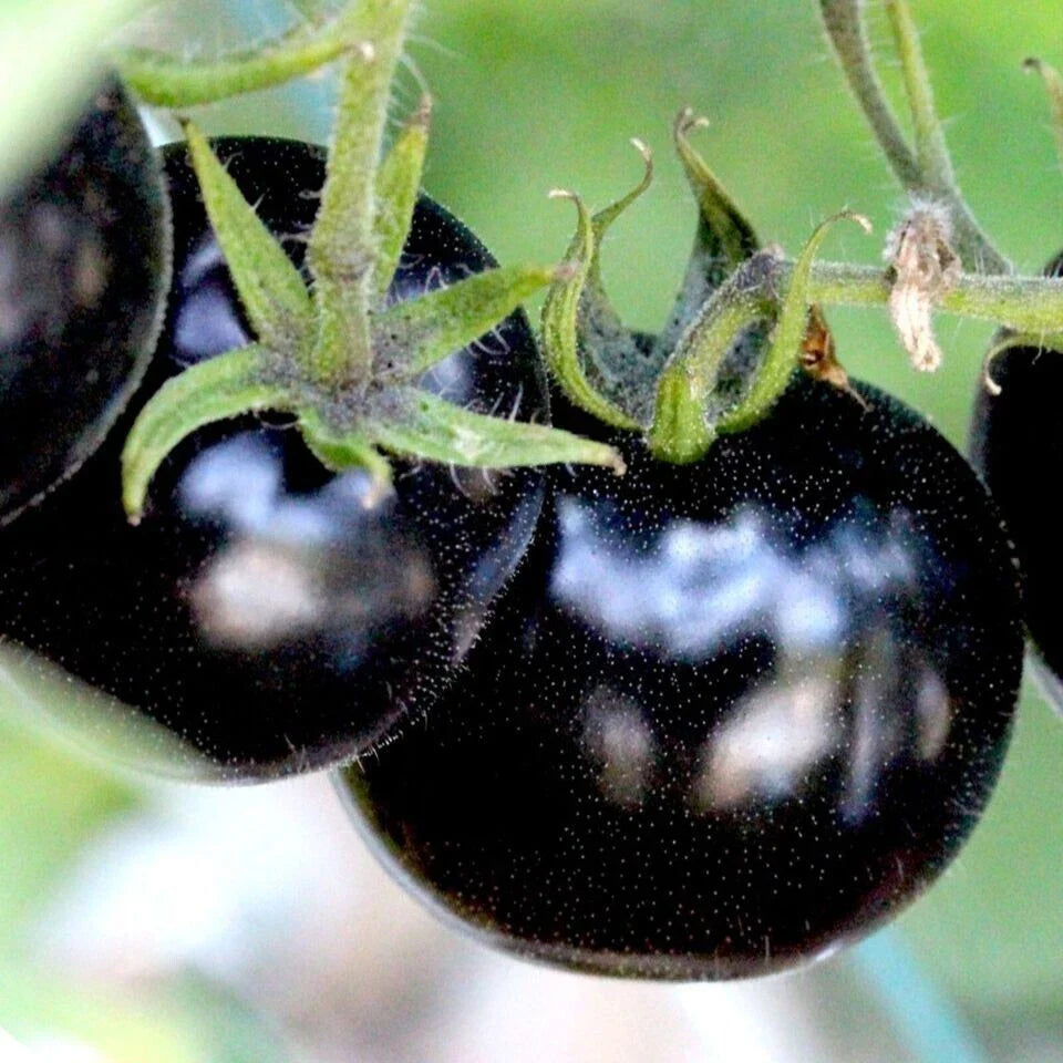 European Black Cherry Tomato Seeds - 30+ Heirloom, Non-GMO, Sweet, Rare - Perfect for Home Gardening