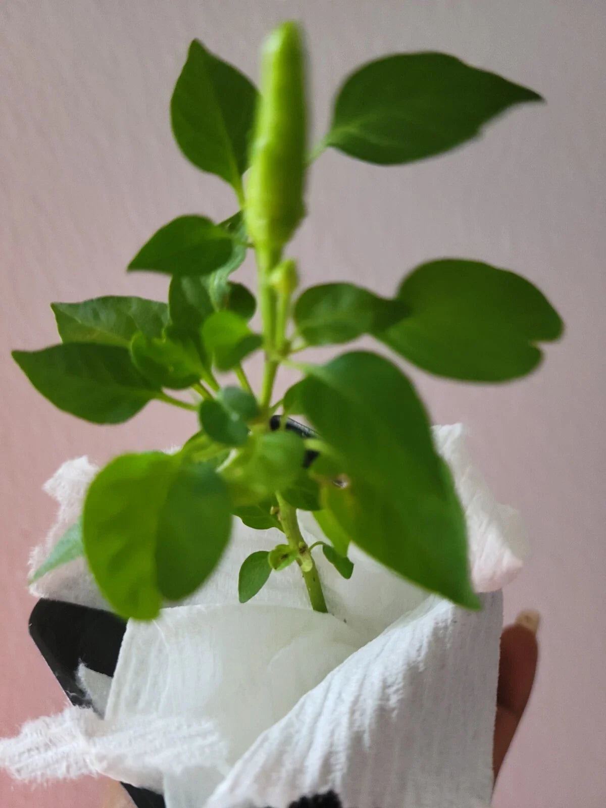 Super Chili Pepper Plant - 2.5" Pot - Early Hot Variety - Capsicum annuum