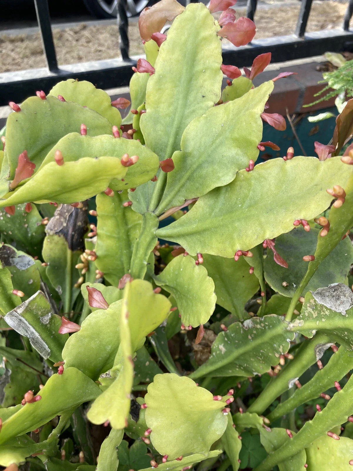 RARE RHIPSALIS GOEBELIANA Jungle Cactus Cuttings - 4 Pieces, 6” Long, Easy Care Houseplant, Indoor Succulent