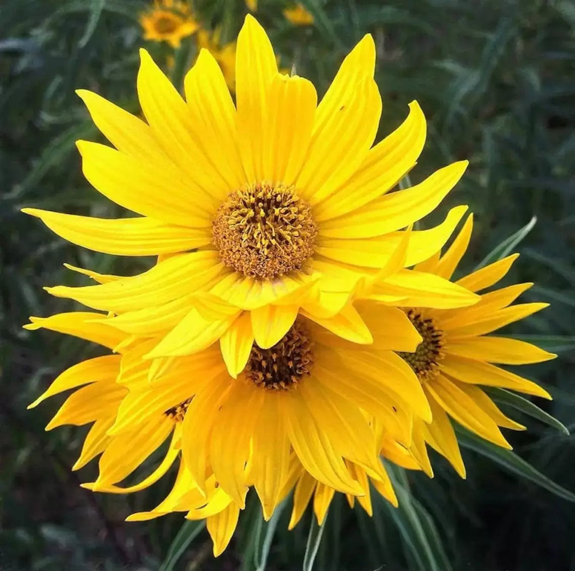 Maximilian Sunflower Seeds - 100+ Heirloom Non-GMO Perennial - Helianthus maximiliani
