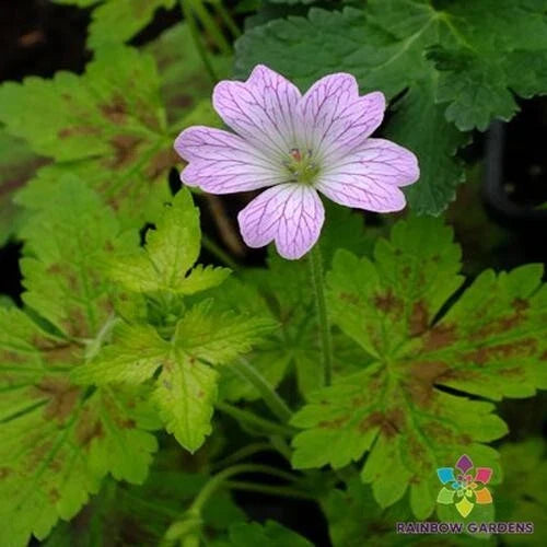 Dawn Time Geranium Seeds - 25+ Pack for Garden Planting - Pelargonium 'Dawn Time' - USA