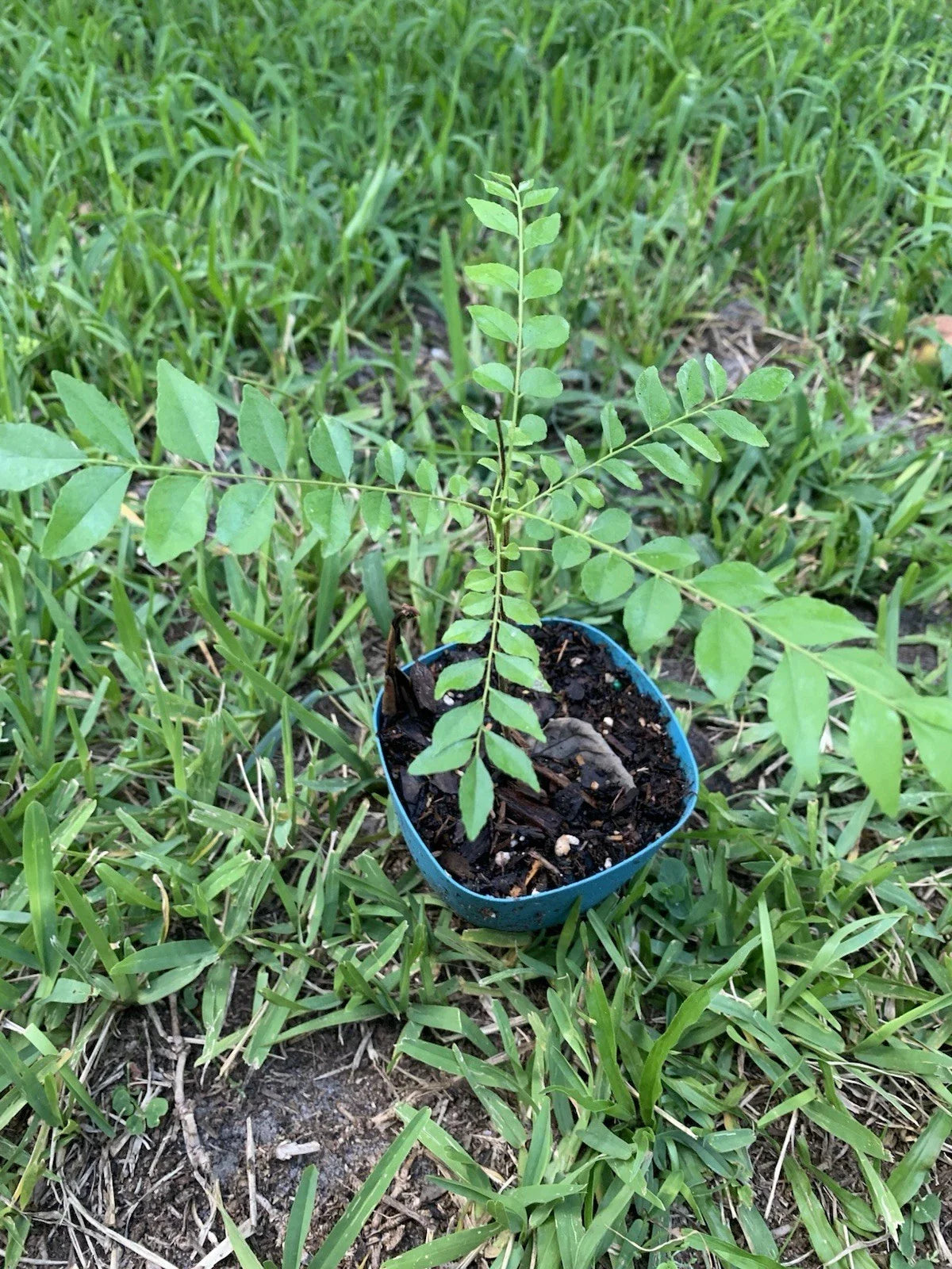 Curry Leaf Plant 10”-12” Murraya koenigii for Indian Cuisine - Fresh Herb for Cooking and Garnishing