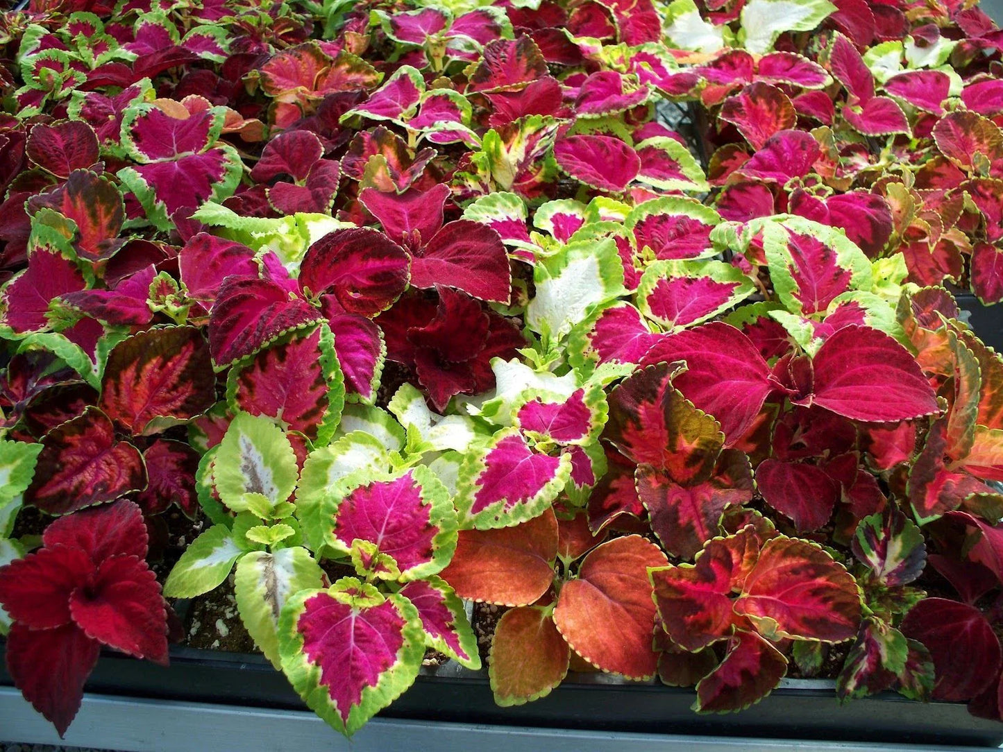 Coleus Seeds, 100 Count, Jazz Combo Mix, Coleus blumei, Colorful Foliage for Gardens and Containers