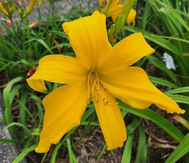 Daylily Plant | Large 9" Blooms | Ratchet Variety | Hemerocallis spp. | Live Plant