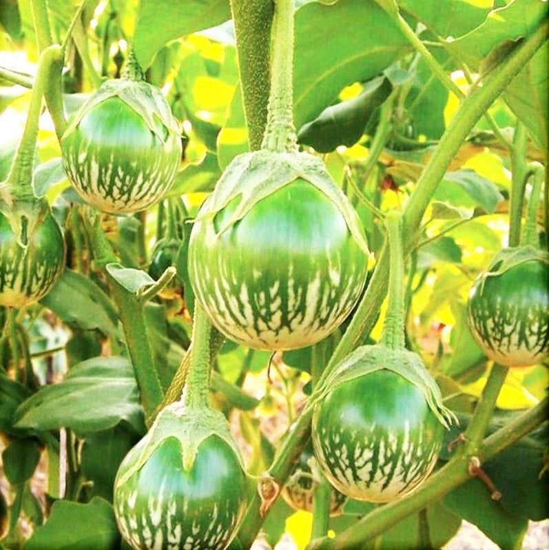 Thai Eggplant Seeds | Green Brinjal Aubergine | Baby Asian Seeds | Solanum melongena | 2025