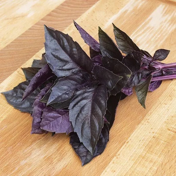 Dark Opal Basil Seeds - 500+ Heirloom Organic Non-GMO Herb - Ocimum basilicum