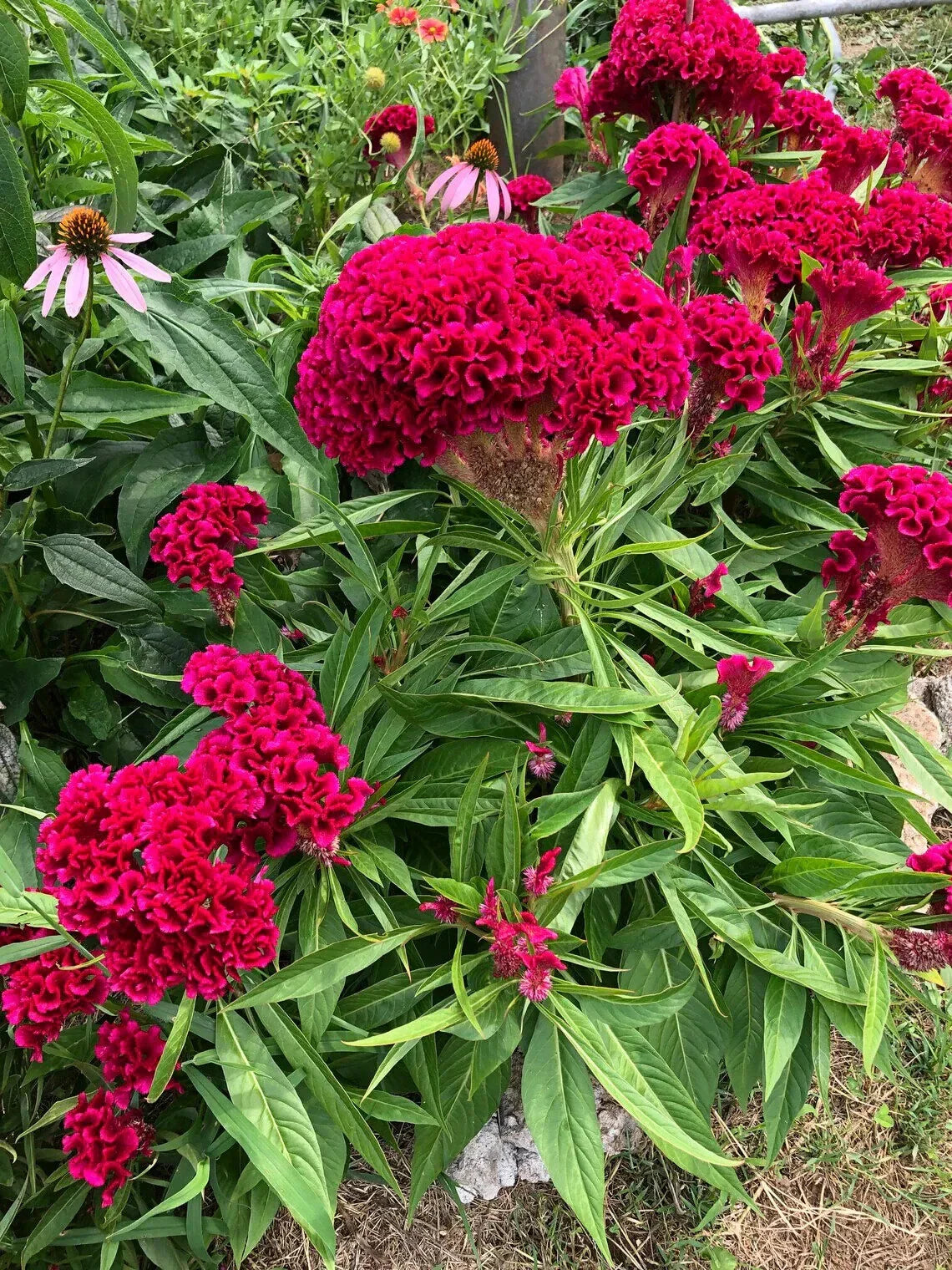 Cockscomb Pink Celosia Seeds - 500 Organic Seeds - Celosia Cristata - USA Grown, Free Shipping