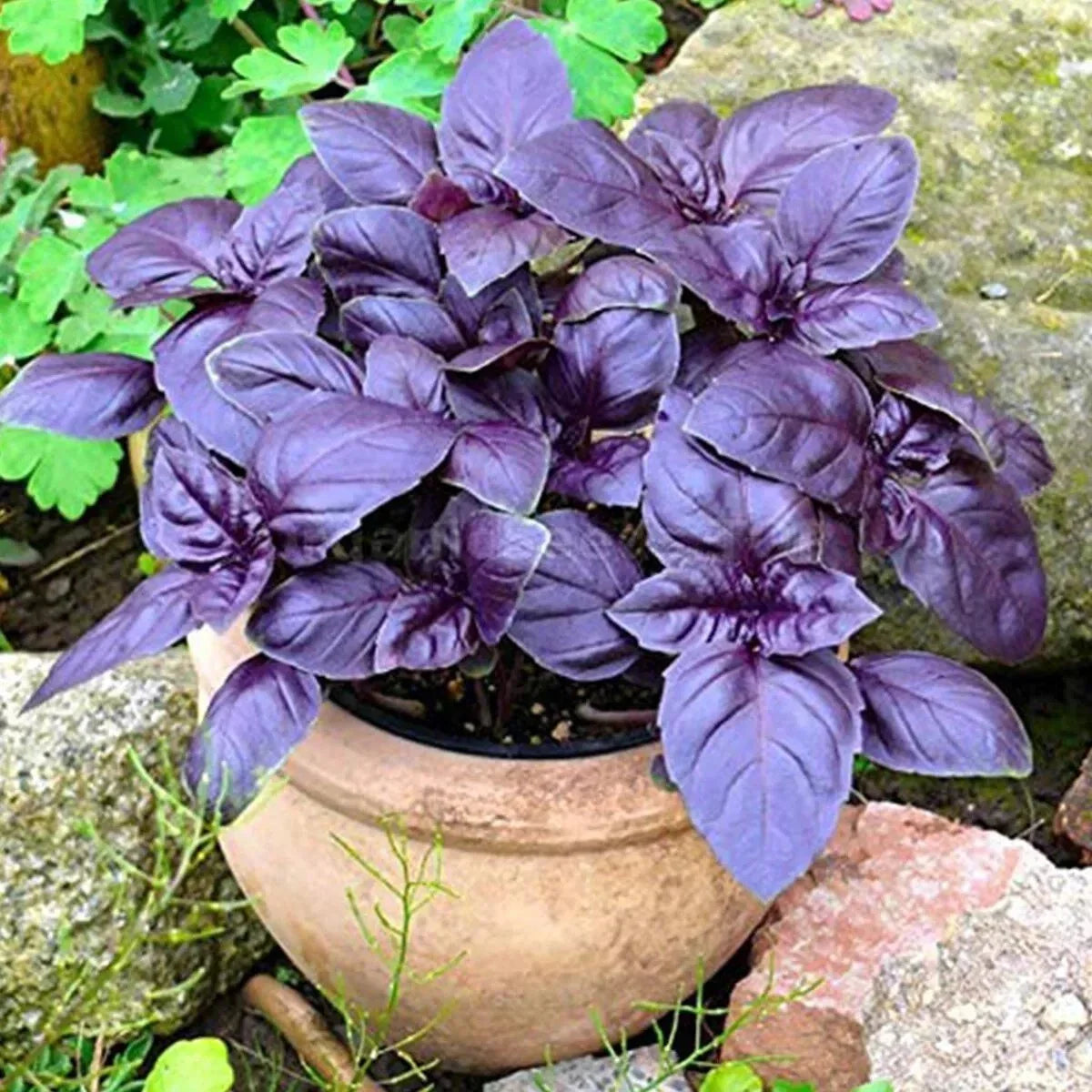 Dark Opal Basil Seeds - Organic Heirloom Herb - Non-GMO - 500+ Count - Ocimum basilicum
