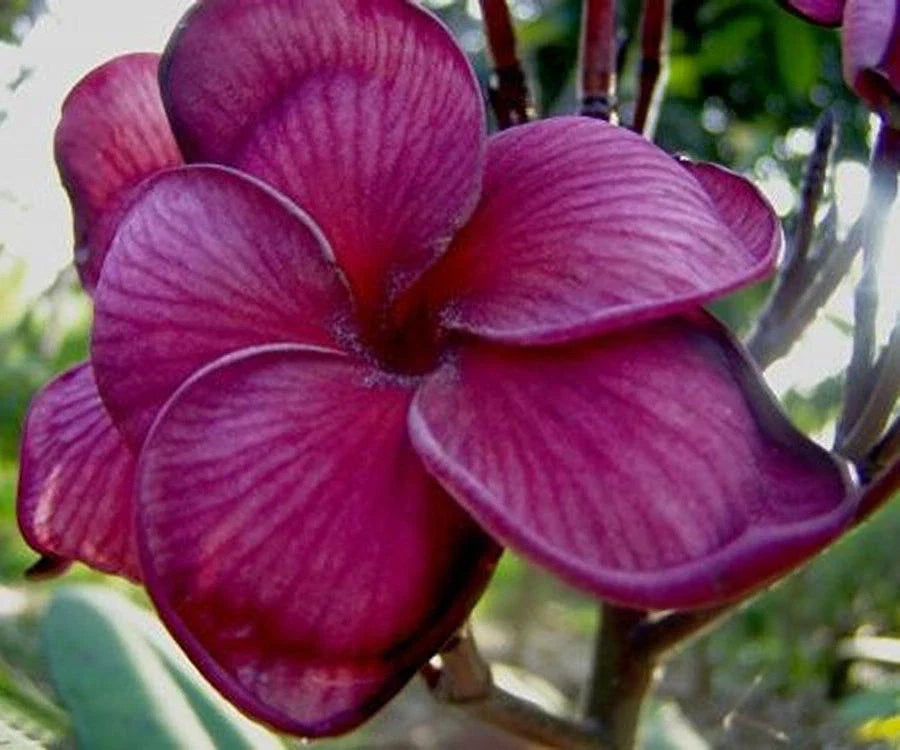 Dark Purple Plumeria Seeds - 5 Perennial Hawaiian Flower Seeds - Frangipani Plants
