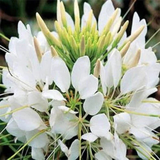 Cleome Seeds - 100 Count - White Queen - Hassleriana Spider Flower - Easy to Grow Annual Garden Plant