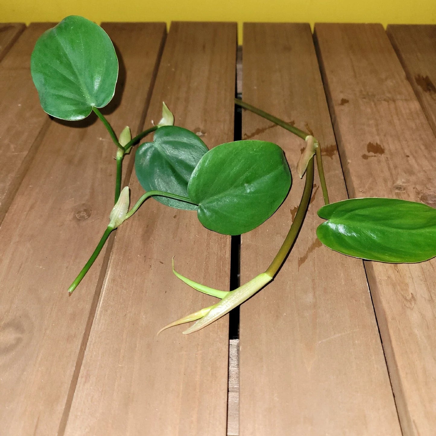 Philodendron Cordatum Heartleaf Rooted Cutting – Live Houseplant | Easy-Care Indoor Plant | Natural Green Décor Vine