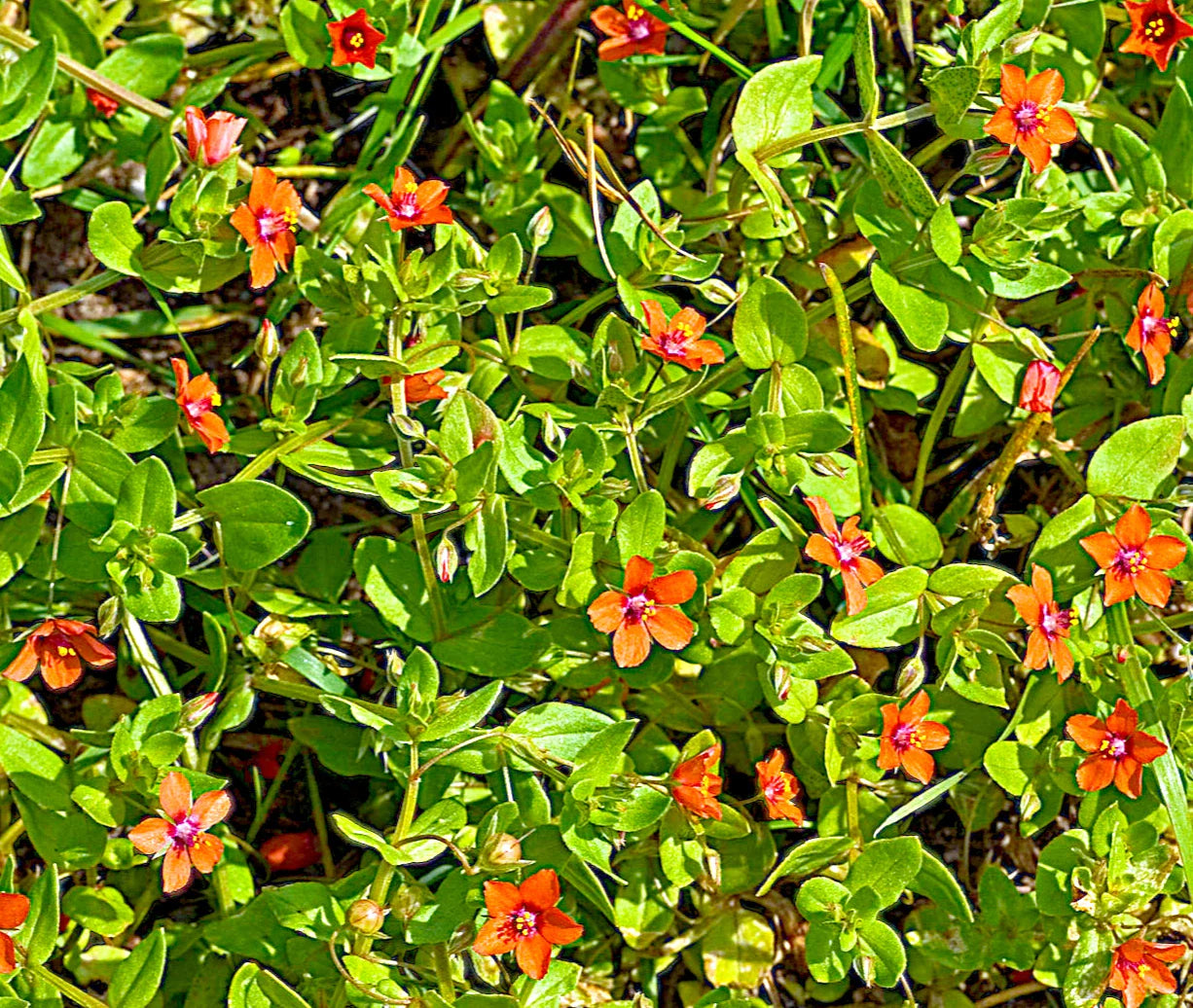 Scarlet Pimpernel Herb Seeds - 100+ Count, Anagallis arvensis, Burnett Rose, Ideal for Garden Planting
