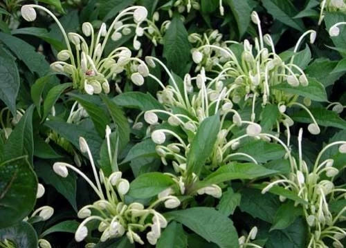 Clerodendrum incisum Starter Plant - Small Well Rooted Rare Musical Notes Variety