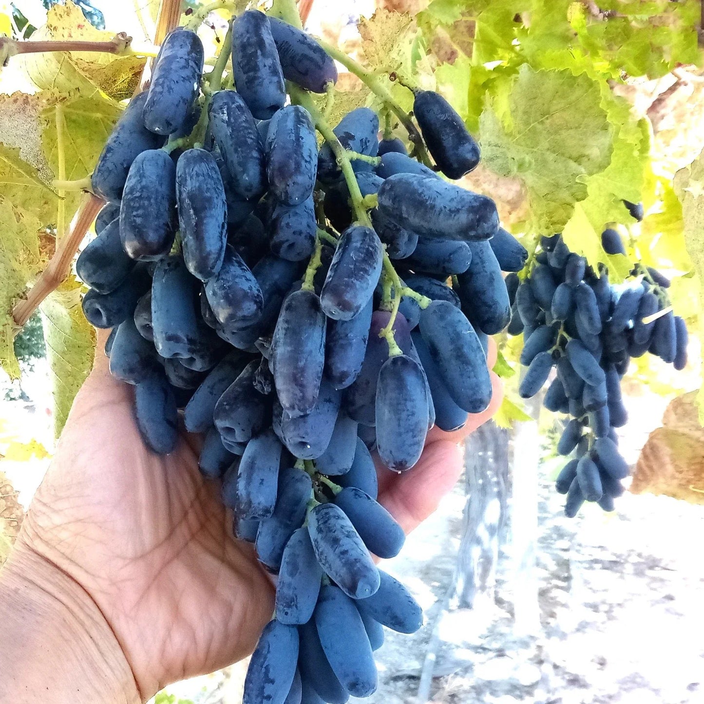 Lady Finger Vine Cuttings, Black Seedless Moon Drop Table Grape, Vitis vinifera