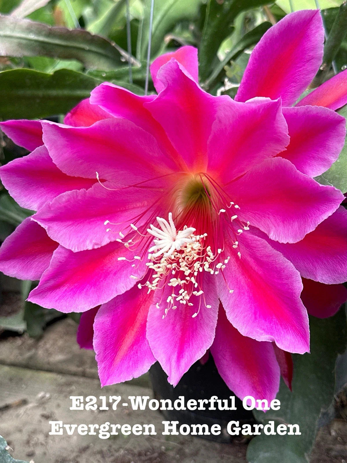 Epiphyllum Orchid Cactus Plant "Wonderful One" in 4" Starter Pot - Rooted Indoor Succulent (Epiphyllum oxypetalum)