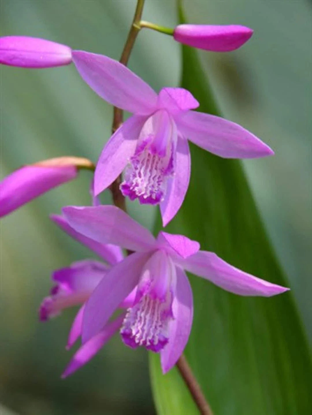 Hardy Ground Orchid Live Starter Plant - Bletilla 'Kate' - Easy Care Perennial Orchid for Gardens and Containers