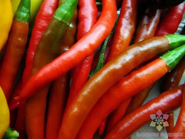 Kung Pao Hot Pepper Seeds - 25+ Pack - Ideal for Garden Planting - Capsicum annuum - USA Grown, Free Shipping