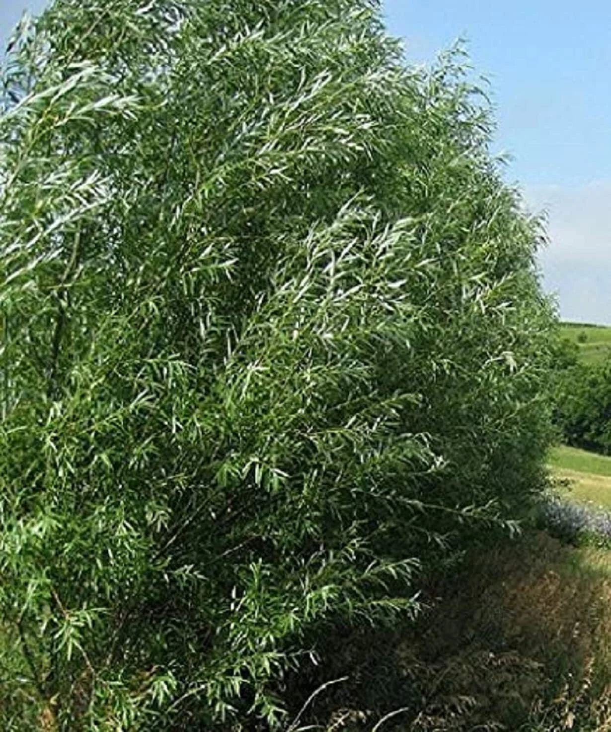 Austree Hybrid Willow Trees - 100 Pack, Fast Growing Shade & Privacy Trees, Salix × sepulcralis