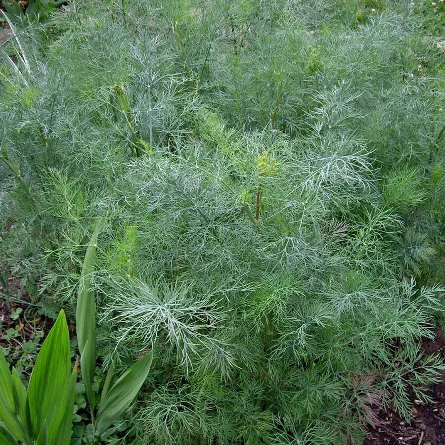 Dukat Dill Seeds - 500 Heirloom Non-GMO Seeds - Anethum graveolens - Culinary Herb Gardening