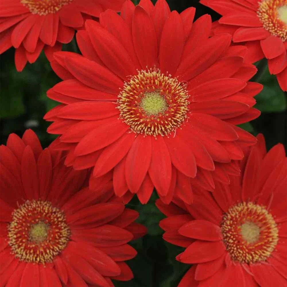 Deep Red Gerbera Daisy Seeds - 200+ Count - Garden Planting - Gerbera jamesonii - USA