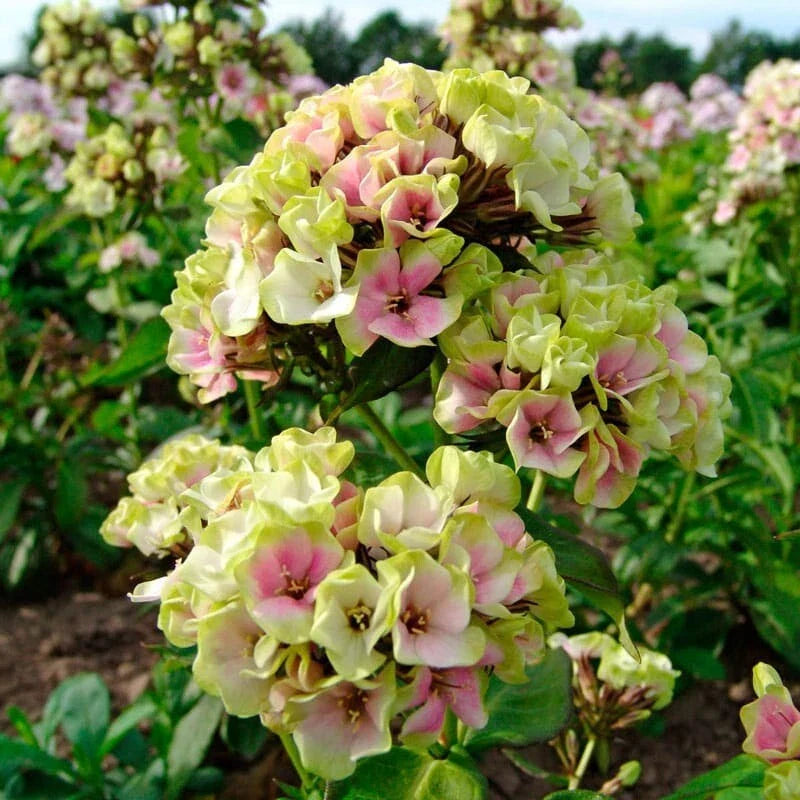 50 Cream De la Cream Phlox Seeds | Perennial Flower Seeds for Butterfly Gardens | Phlox paniculata