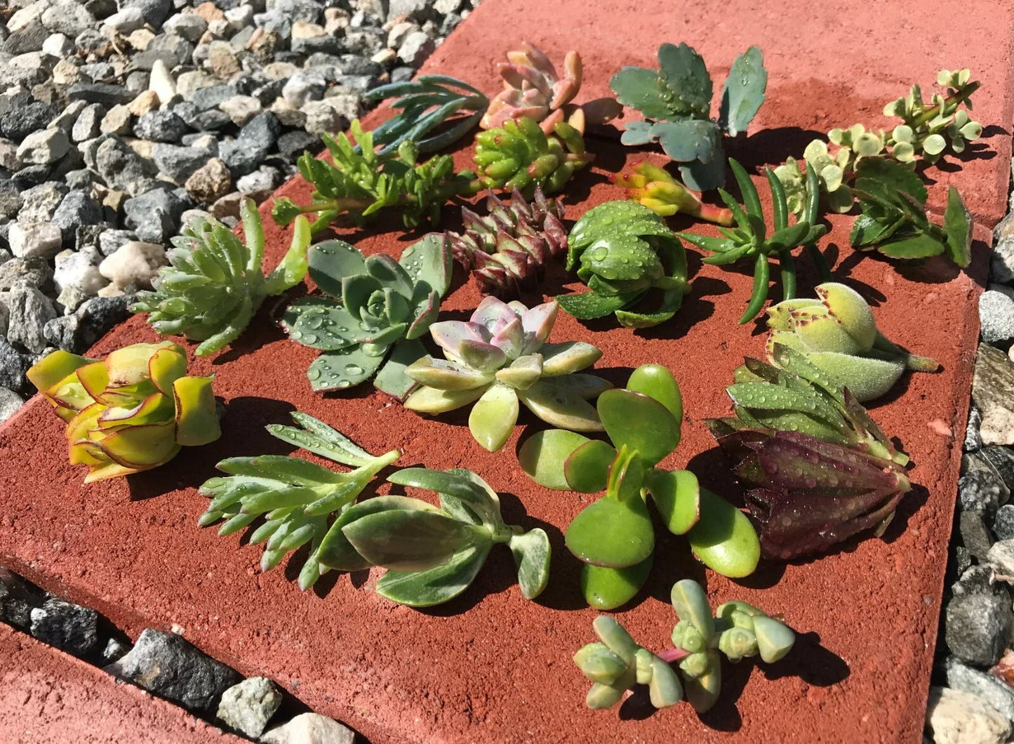 Live Succulent Cactus Cuttings - 15 Assorted Varieties - Perfect for Garden Starters - Ideal for DIY Arrangements