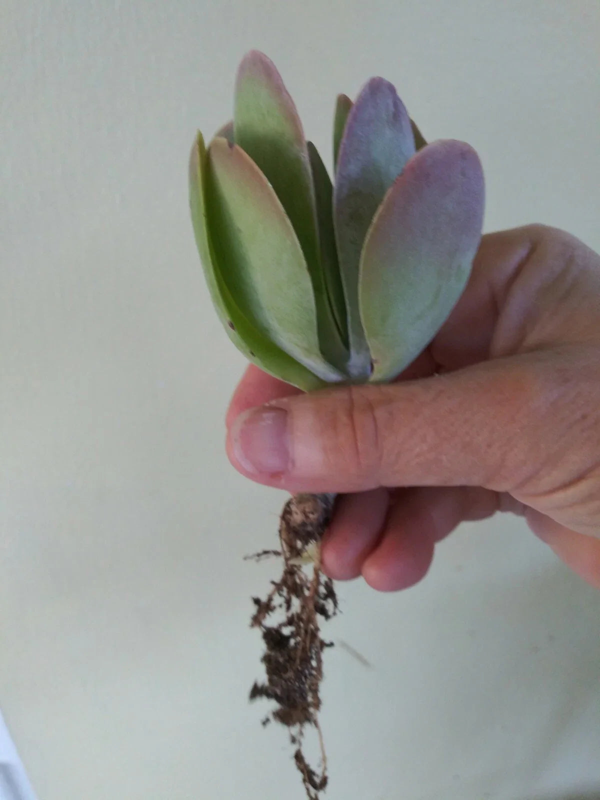 Flapjack Kalanchoe Live Succulent Plant – Paddle Plant / Kalanchoe thyrsiflora – Bareroot Starter – Easy Colorful Desert Plant