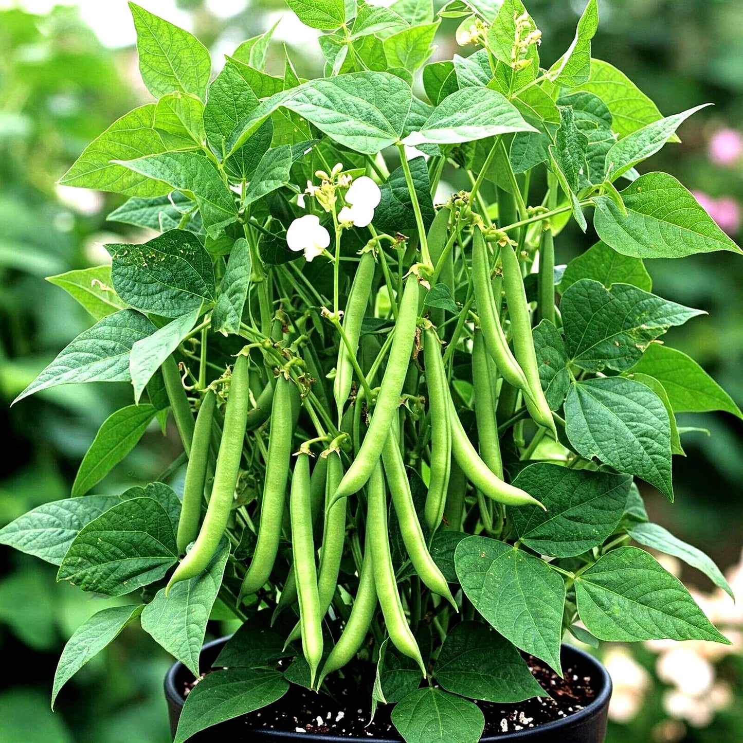 Blue Lake Green Bean Seeds - 75+ Heirloom Non-GMO - Ideal for Garden - Phaseolus vulgaris