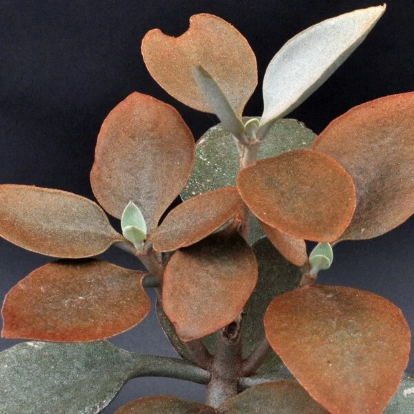 Copper Spoons Succulent Plant Cuttings 7" Huge Orgyyalis Rooted Pup