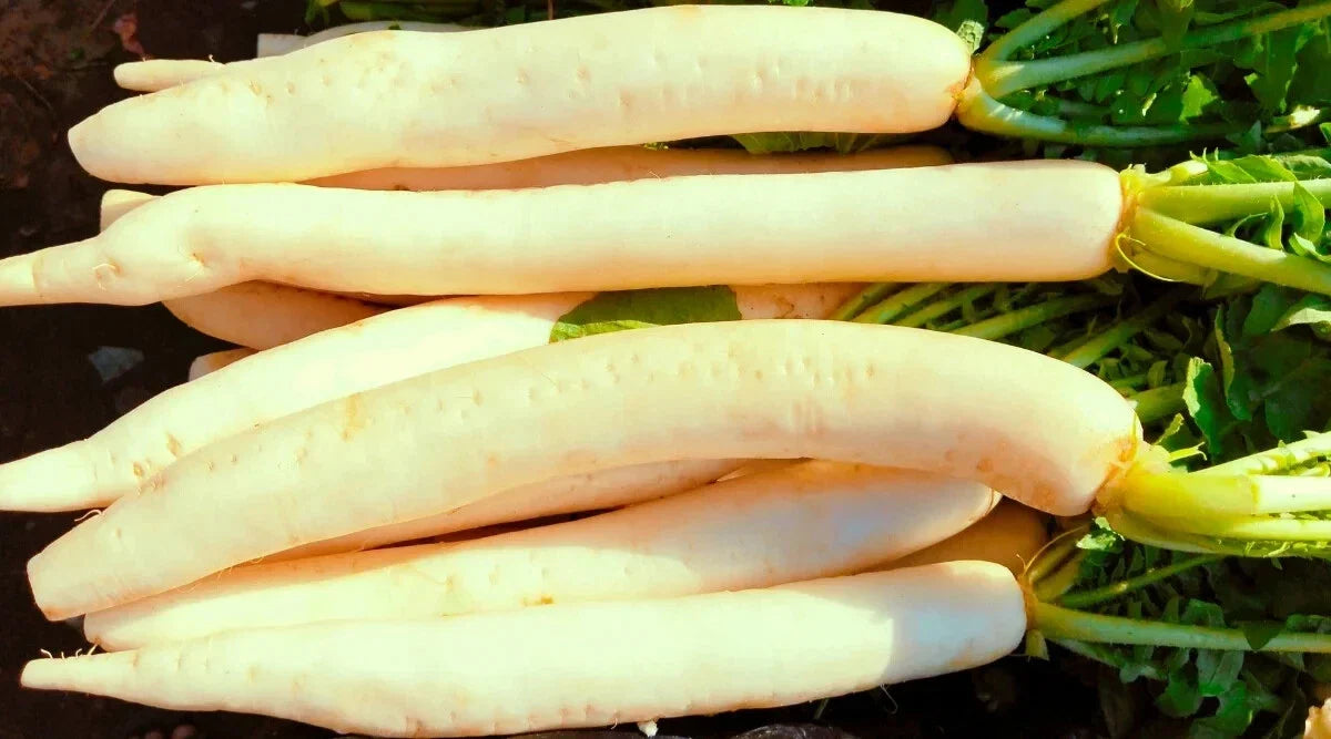 Miyashige Radish Seeds - 500+ Seeds for Garden Planting - Raphanus sativus - USA Grown, Non-GMO