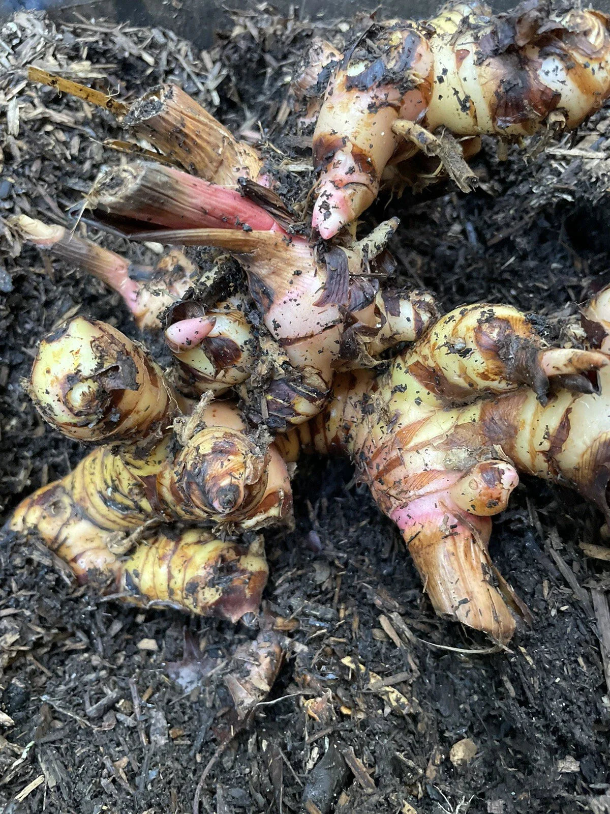 Galanga Roots 1 Lb Thai Ginger for Planting - Alpinia galanga