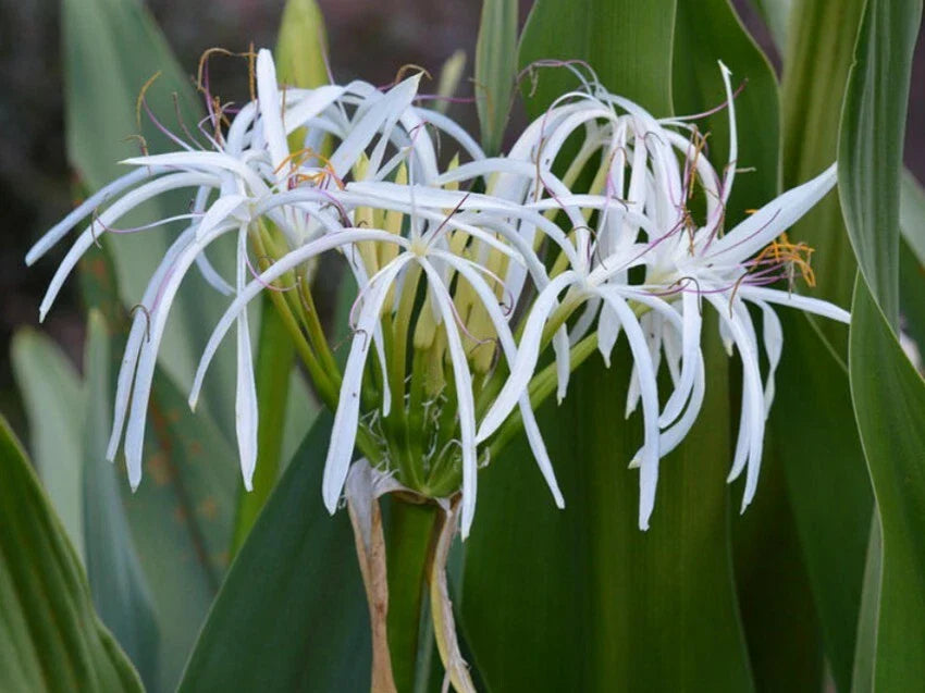 Set of 5 Rooted White Spider Crinum Lilies, Bulk Bundle Lot - Crinum amoenum Starter Plants