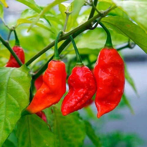 Ghost Pepper Seeds - Bhut Jolokia Pepper Seeds - Hot Pepper Variety - Capsicum chinense - Free Shipping