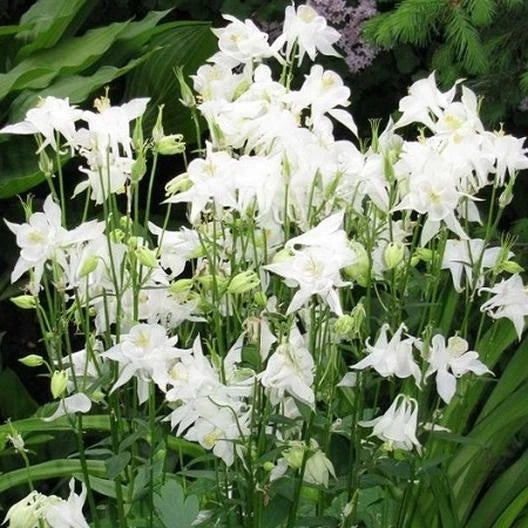 Columbine Seeds - 100 Non-GMO Crystal Star White Perennial for Pollinators - Aquilegia caerulea