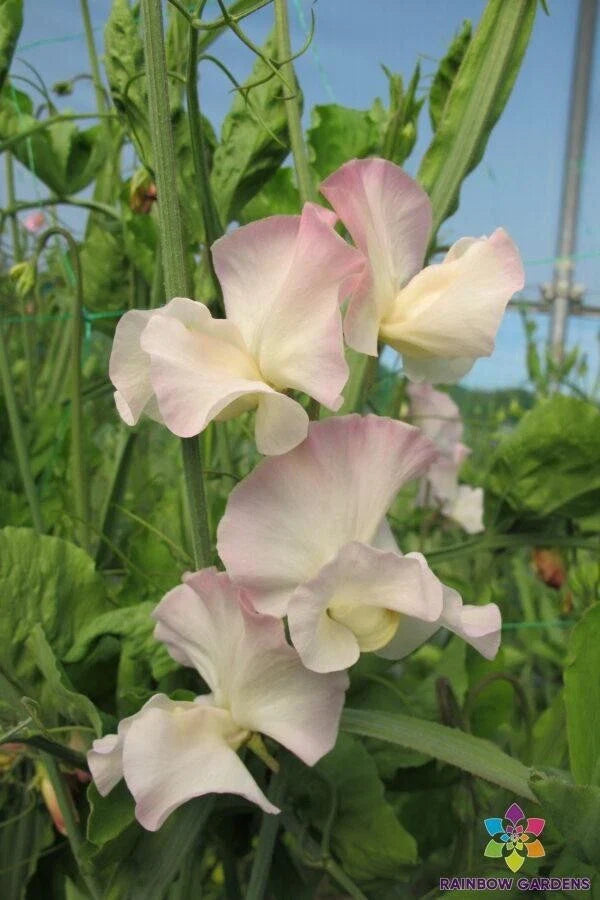 Kiera Madeline Sweet Pea Seeds - 50+ Pack for Garden Planting - Lathyrus odoratus - USA Grown - Free Shipping