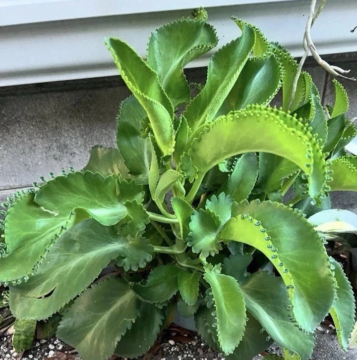 Live Kalanchoe Mother of Thousands Plants, 4 Per Order, Bare Root, Small-Medium, Kalanchoe daigremontiana