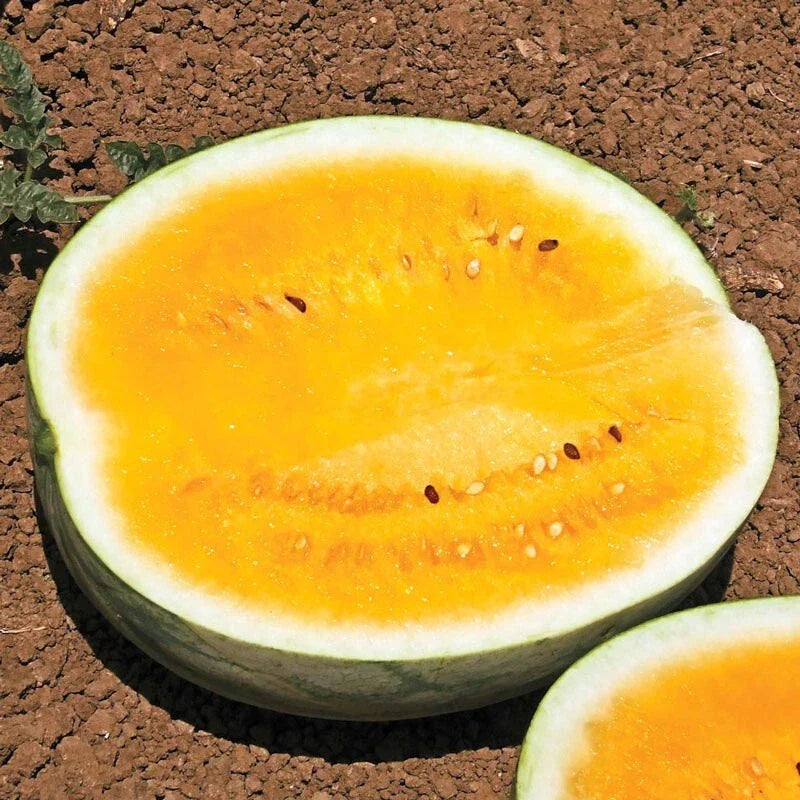 25 Heirloom Mountain Sweet Watermelon Seeds - Organic, Non-GMO - Rare Variety