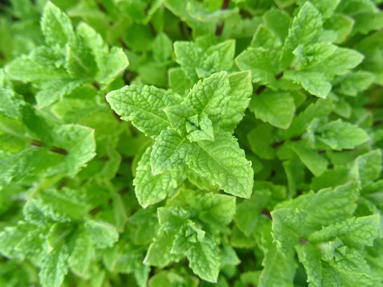 Peppermint Seeds 500 Count Non-GMO Mentha × piperita Organic Herb Gardening